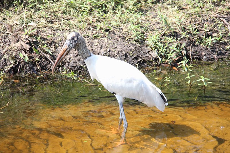 Wood stork