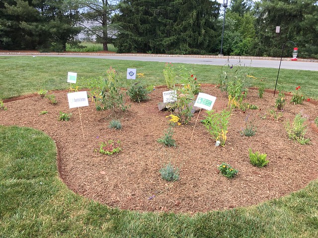 Beginning pollinator garden