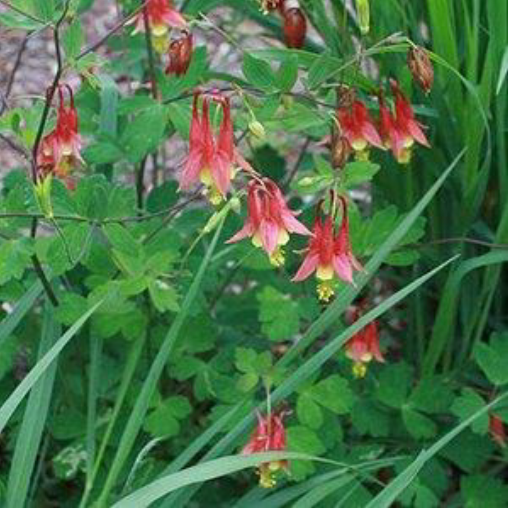 Columbine flowers