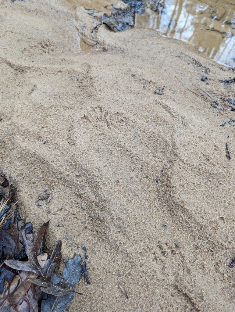 Animal tracks in the sand