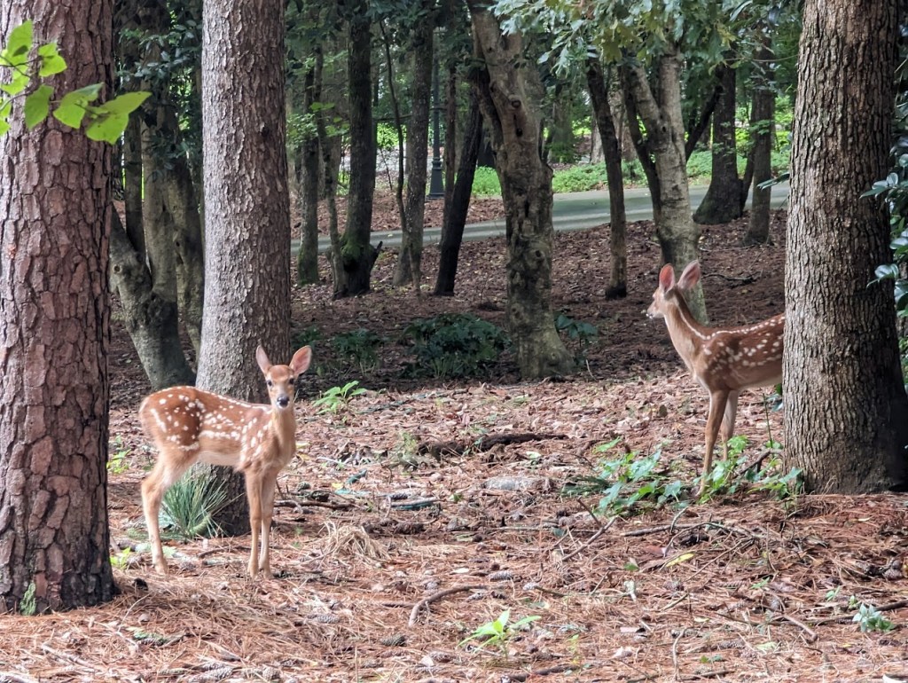 Two fawns in woods