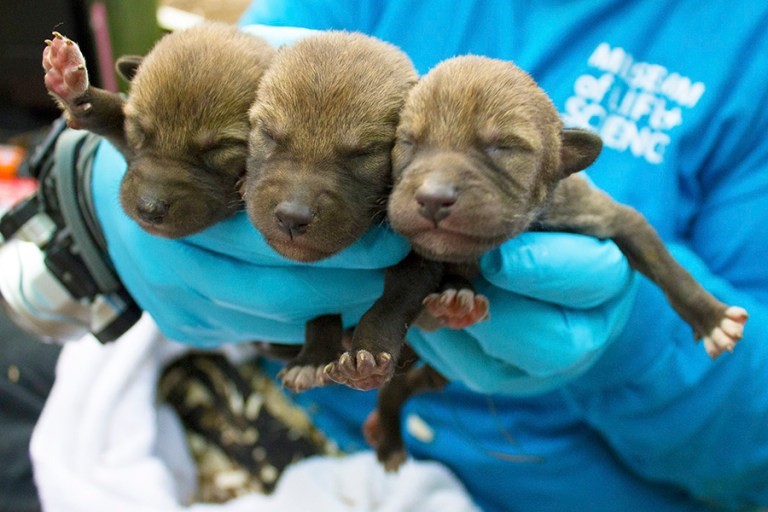 Wolf pups