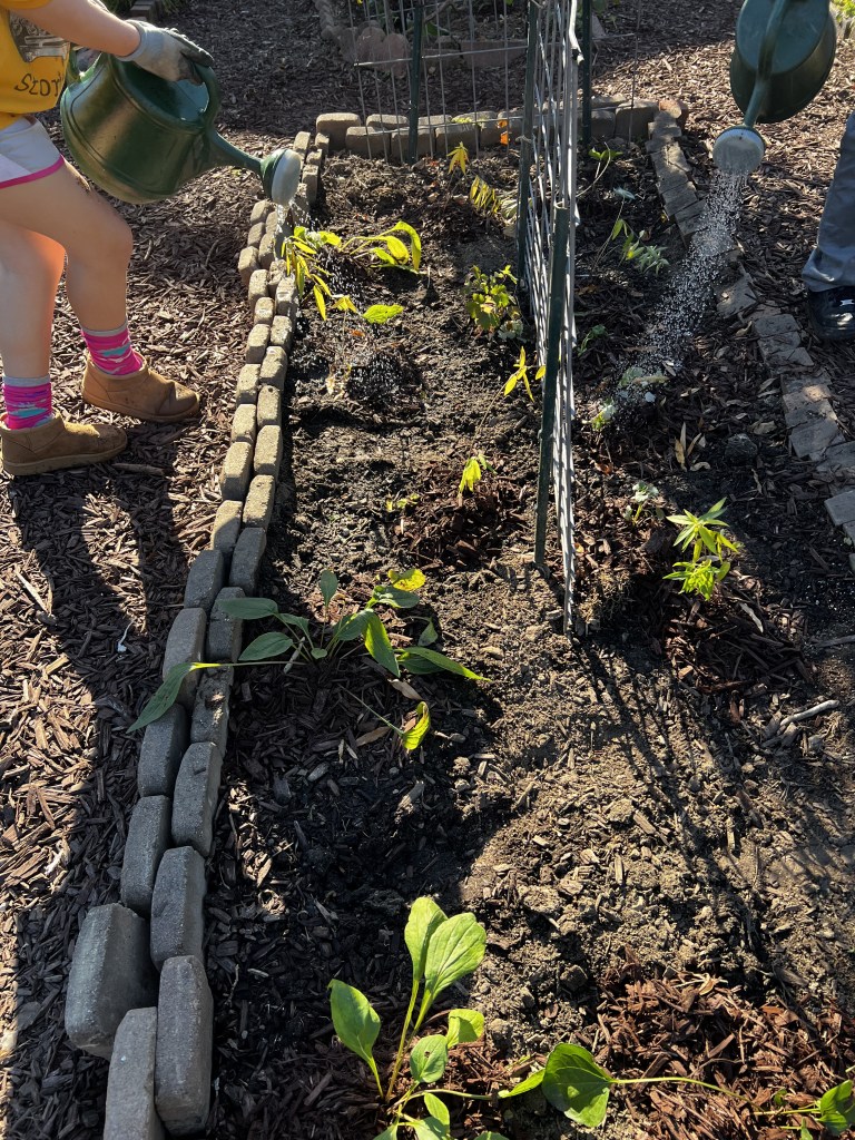 Kids watering newly-planted plants