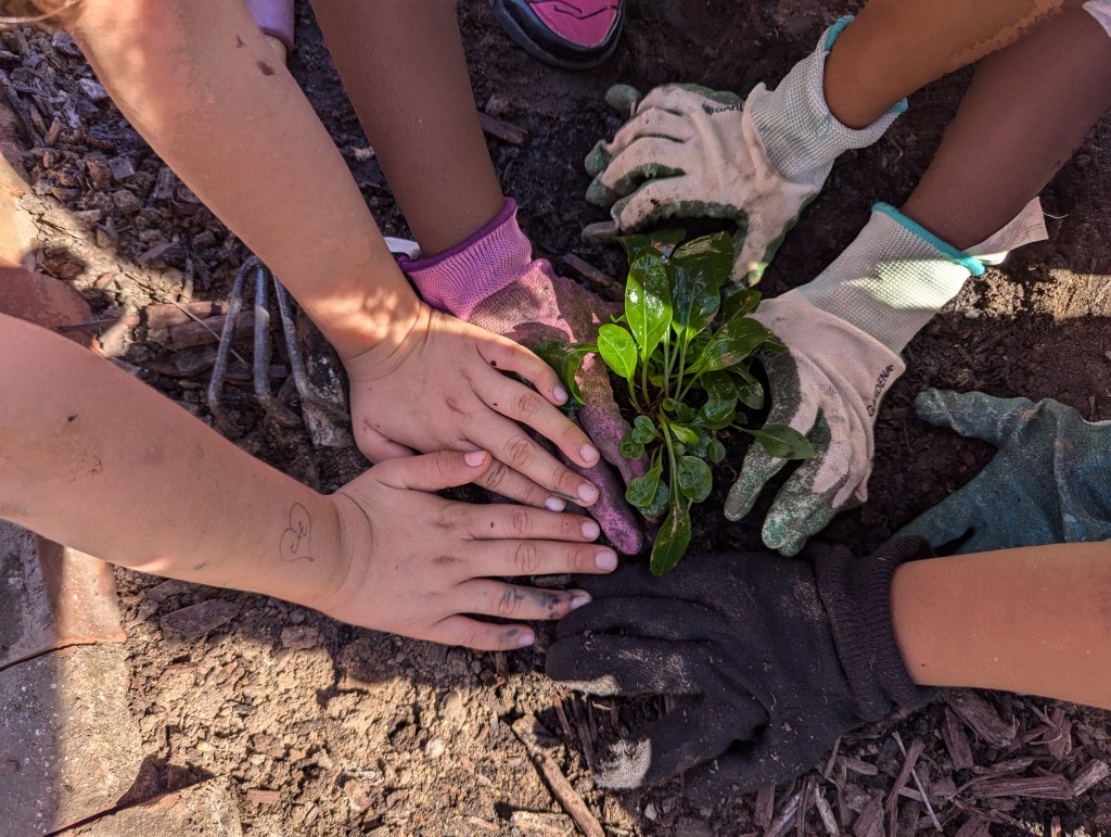 Kids hands planting a plant
