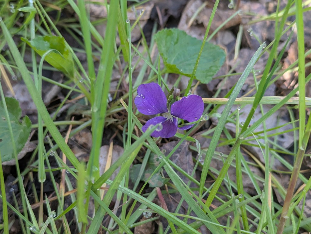 Common blue violet