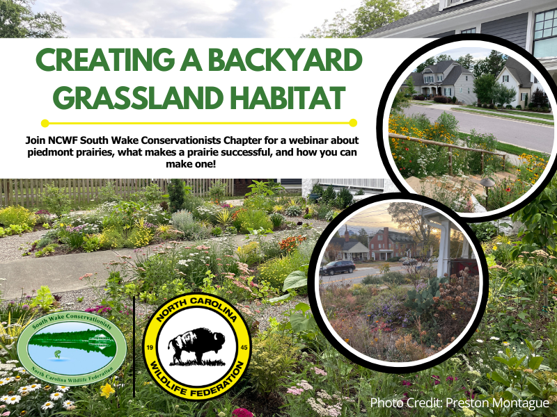 Images of densely planted front yards full of flowering native plants in spring and fall.