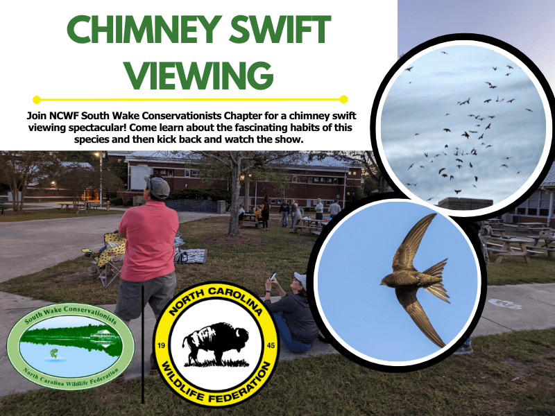 Image shows a close up of a chimney swift in flight, people gathered at dusk looking up at the sky, and chimney swifts funneling into a chimney as they roost for the night. The text reads: Chimney Swift Viewing.