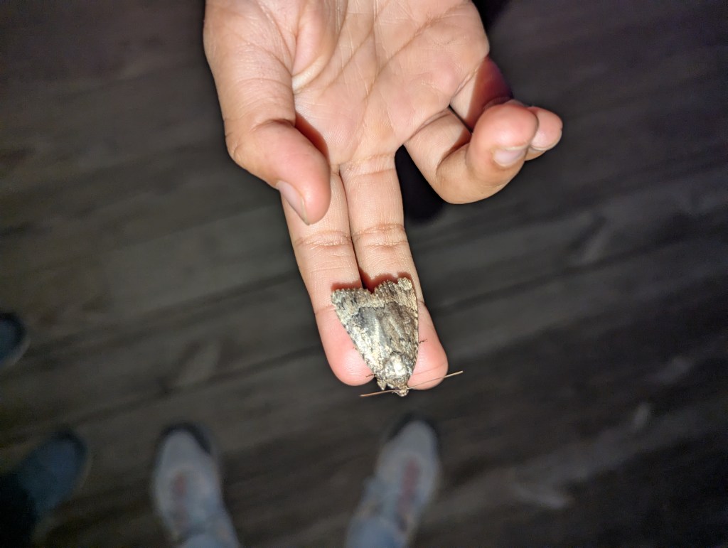 Moth on fingers