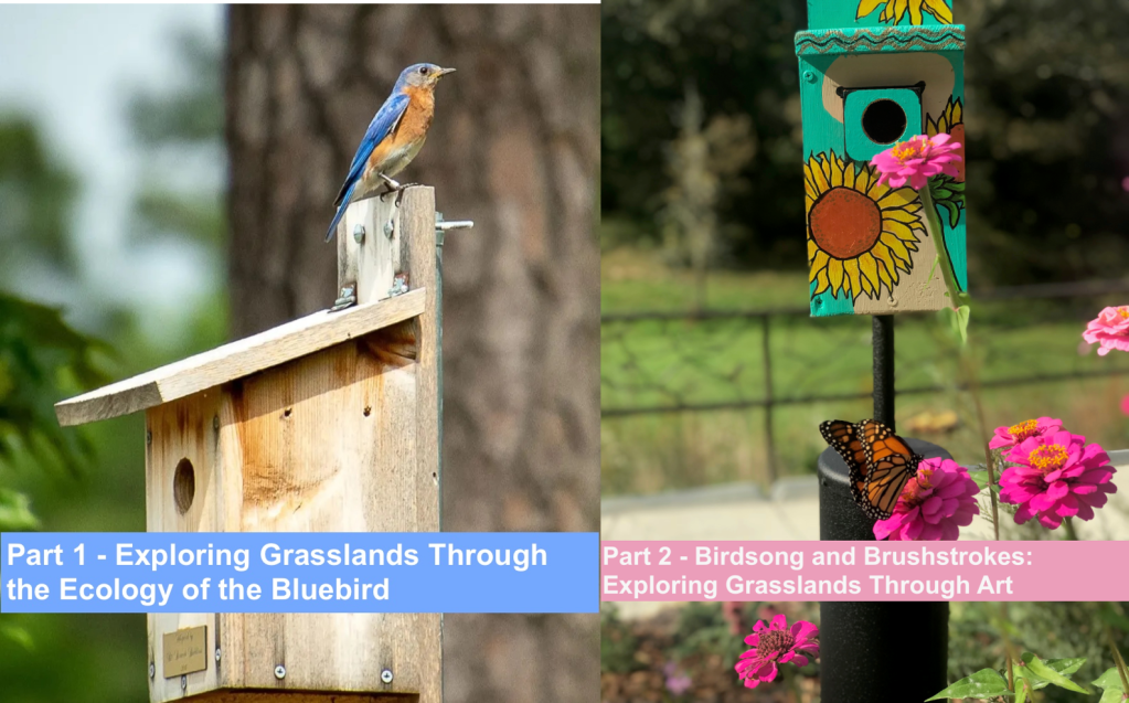 Bluebird event promo