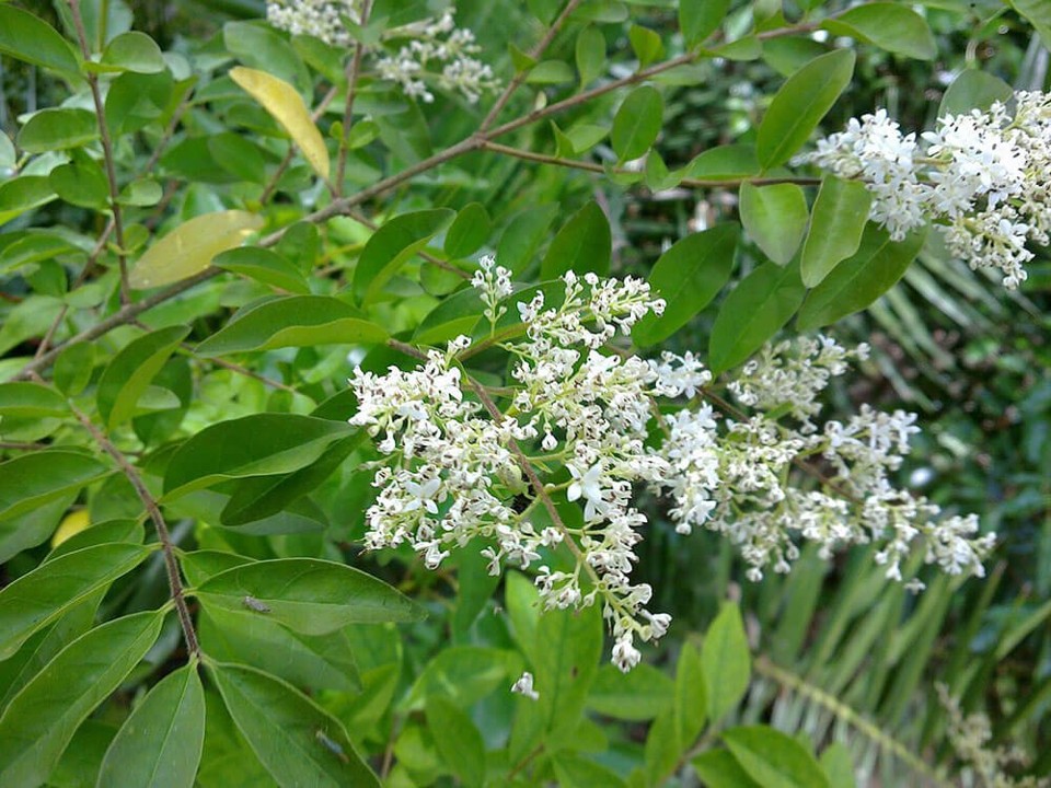 Chinese privet