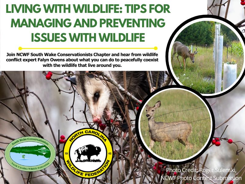 A photo collage features images of a deer behind a barbed wire fence, a deer approaching tree saplings protected by tree tubes (plastic coverings over the foliage), and an opossum eating bright red berries from a dormant deciduous shrub. 