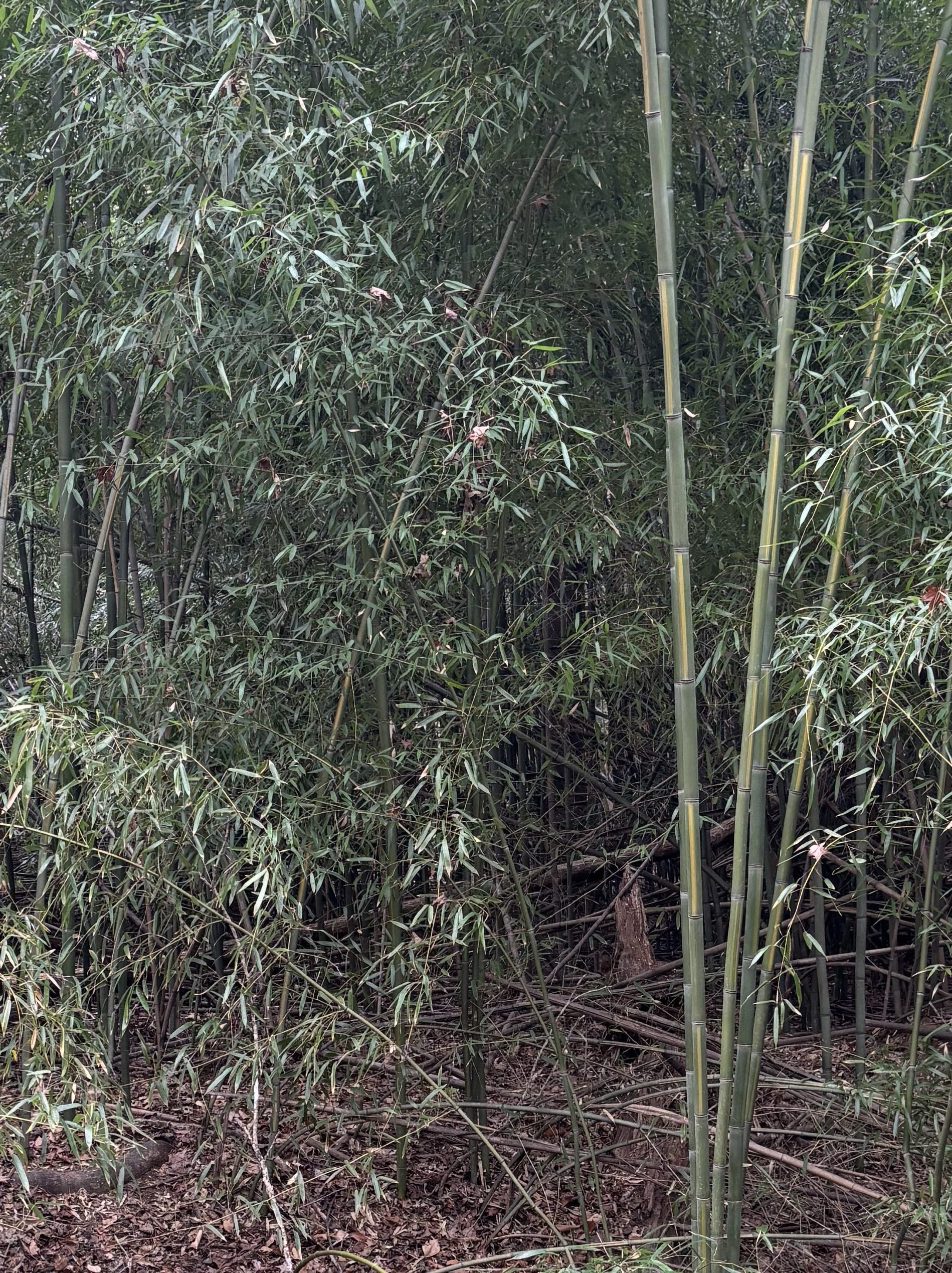 Bamboo stand