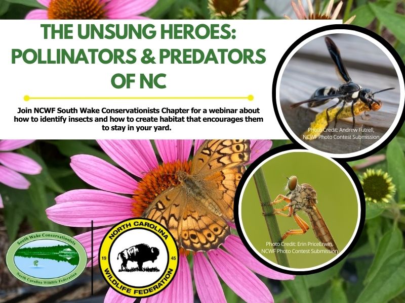 A photo collage shows a cannibal fly perched on a green plant stem, a white-striped black mason wasp holding a yellow caterpillar, and a variegated fritillary butterfly on a purple coneflower under the caption "The unsung heros: pollinators and predators of NC."
