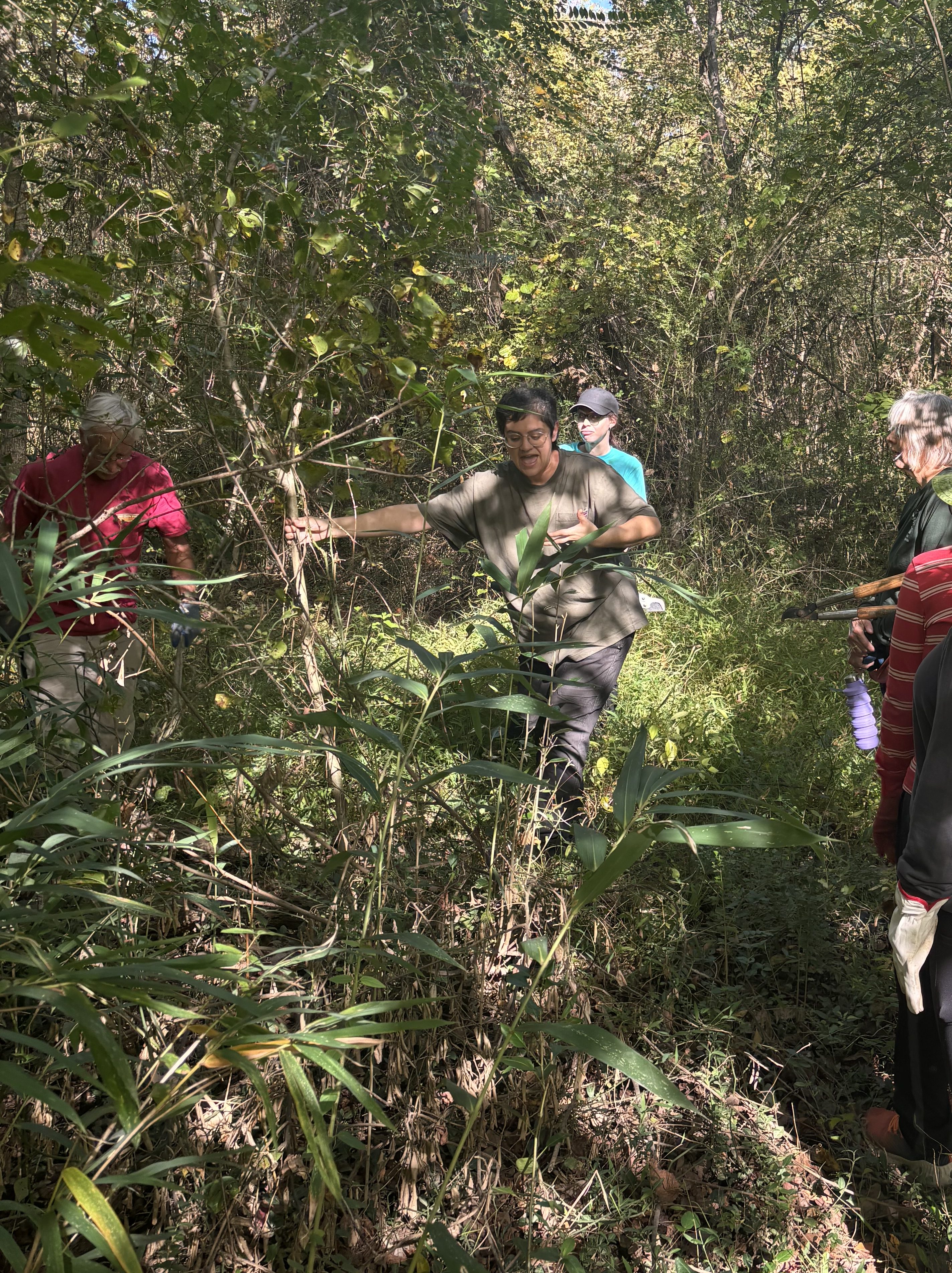 Volunteers clearing invasives among river cane