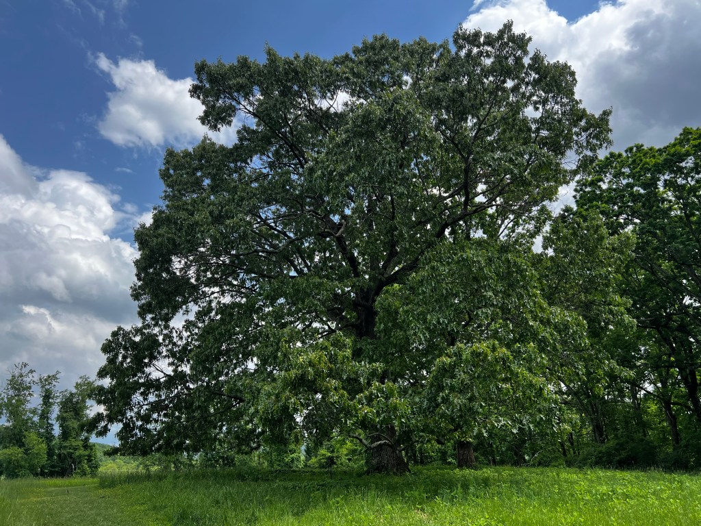 A large oak tree stands out in front of a blue sky.
