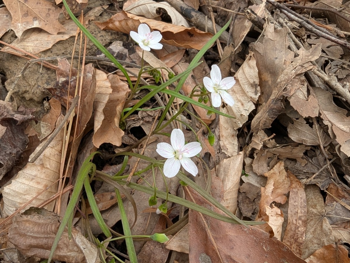 What a Day for a Guided Walk through Swift Creek Bluffs in Full&nbsp;Bloom!