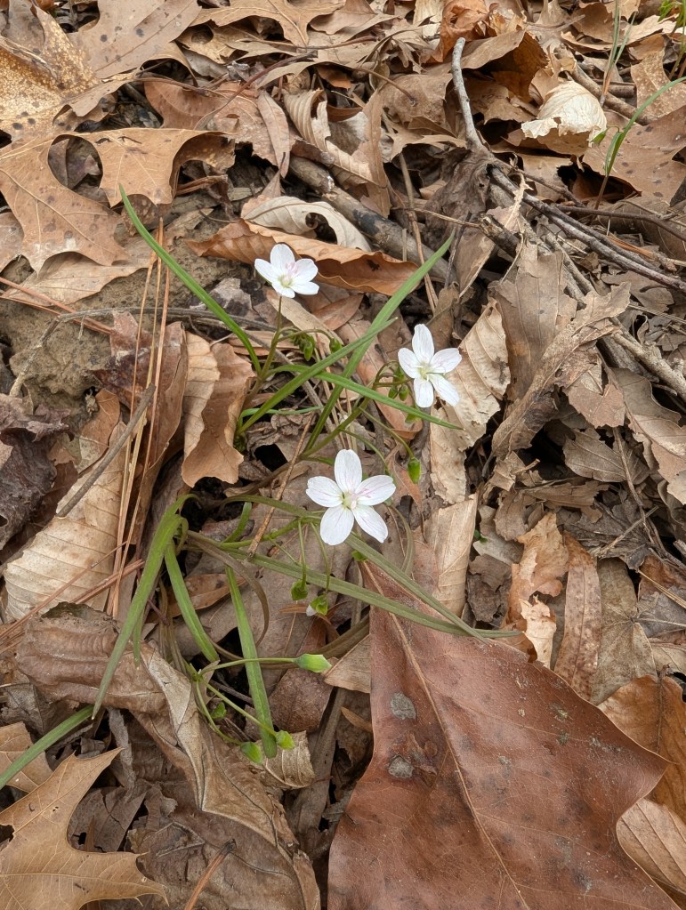 Virginia Spring Beauty flowers